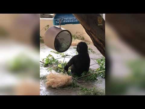 Baby Gorilla Mbani Admires His Own Reflection Like A Human