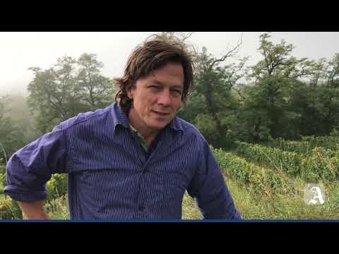 Nackenheim: Frühe Weinlese, große Ausfälle