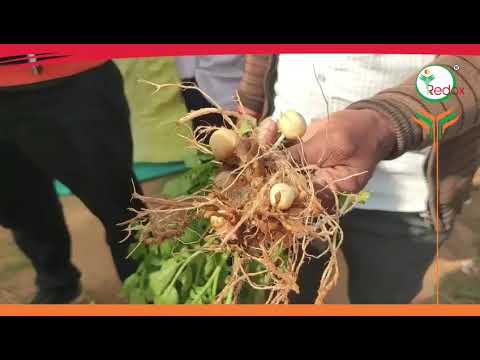 Emamectin Benzoate 5 SG Insecticide