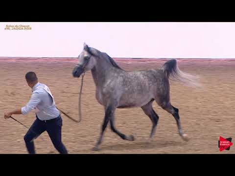 N 133 EOUMLIL IN ZAMOUR   Salon du Cheval d'El Jadida class A show   4 6 Years Old Stallions Class 9