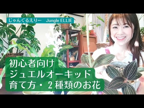 アノエクトチルスについて詳しく解説