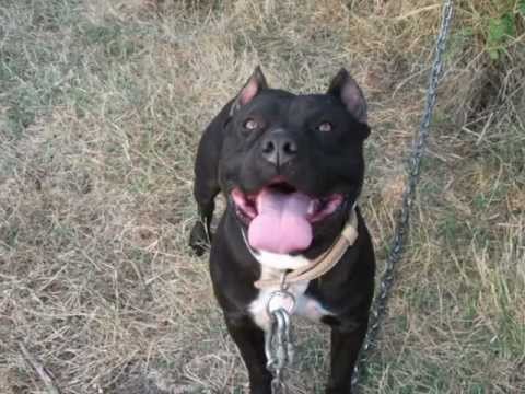 F1FTY - Jet e Rruges ´[G-Gold ArmY]