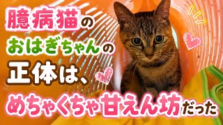 【猫動画】まさか！臆病な猫が甘えてる姿はたまらなく可愛い  赤ちゃん猫