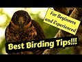 Bird Watching Tips (Birding)