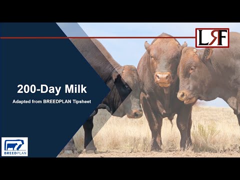 200-Day Milk Tipsheet