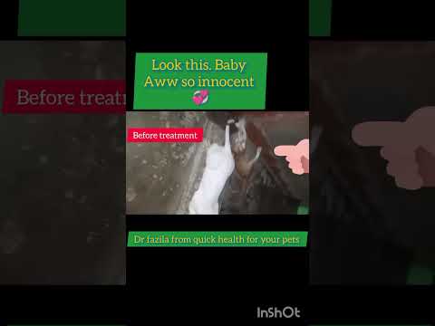 another successfull treatment for cats viral diseases in 3 days Alhamdulliha 💞