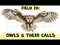 Owls In The British Isles How To Identify Their Calls