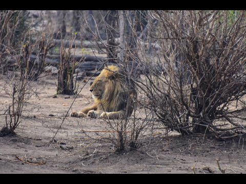 Chobe Riverfront Boat Tour and Afternoon Game Drive