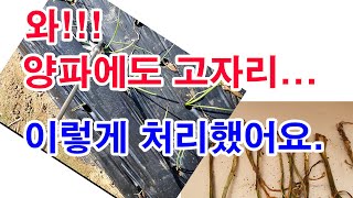 와! 양파에도 고자리... 이렇게 처리했어요 (양파재배, 양파 심기, 양파 고자라 피해, 양파 고자리파리 방…