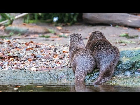 🦦Fischotter hautnah! BINGO! zu Besuch im Zoo Rostock #FischotterLiebe #ZooRostock #BingoUmweltlotter