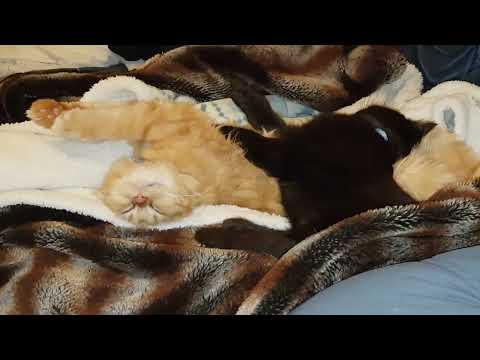 A brief moment of total peace from Edgar & Oisín 14/11/19