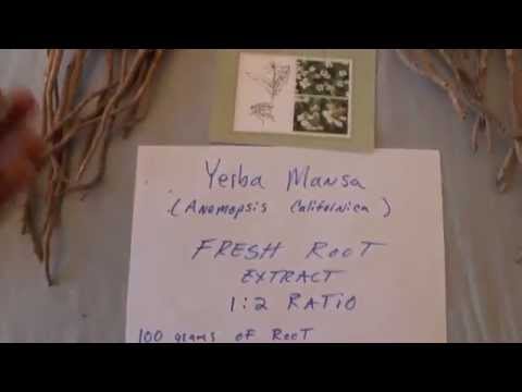 VOYAGE BOTANICA - Yerba Mansa - Fresh & Dry Plant Extracts