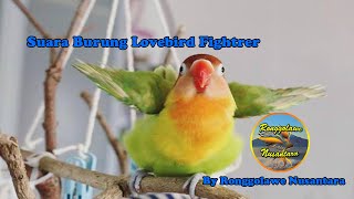 Download lagu Suara Burung Lovebird Betina Fighter | Ronggolawe Nusantara mp3