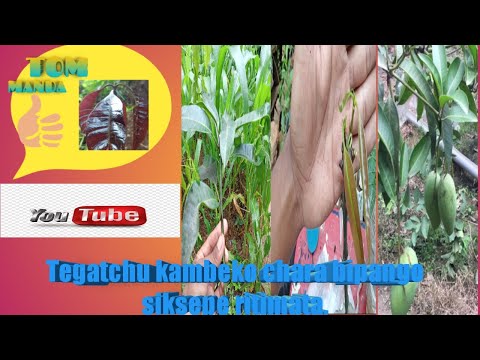 Manggo trees grapting/Tegatchu cheksi kampeko chara bipango siksepe ritimata/Garo vedio