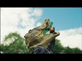 Promille krokodille - isbit