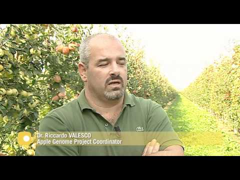 Fondazione Mach: The genome of the domesticated apple