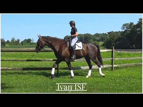 Ivan ISF Out and About at Iron Spring Farm - SOLD