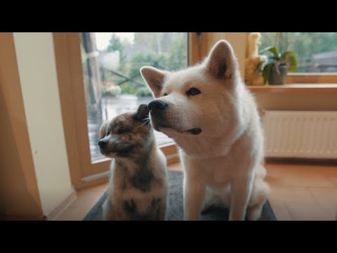 S20E14 Ķepa uz sirds 05.12.2020