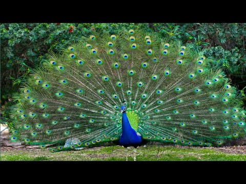 Peacock dance.सुन्दर मोर!!