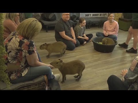 Florida business offering close encounters with exotic, but friendly, wildlife - YouTube