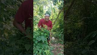 Download lagu kicau burung kicau mania masteran burung birds lucu hiburan mp3 Download lagu kicau burung kicau mania masteran burung birds lucu hiburan mp3