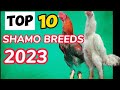 TOP 10 SHAMO CHICKEN BREEDS 2023