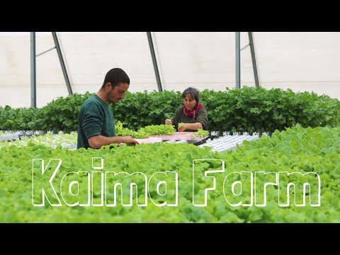 Creating jobs with urban farming - hydroponics in Jerusalem - HWT #23