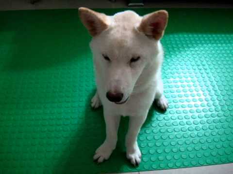 饅頭不乖!!!被我罰站~~(原發表者:JeffreyTsai)(影片)