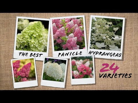 Beyond Limelight & Vanilla Strawberry — Comparing 24 Panicle Hydrangeas