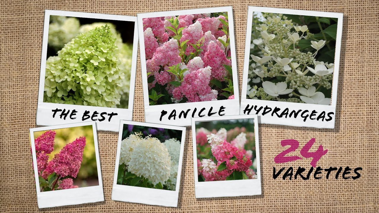 Beyond Limelight & Vanilla Strawberry — Comparing 24 Panicle Hydrangeas