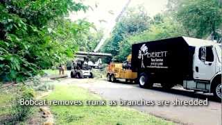 Everett Tree Service Pros!