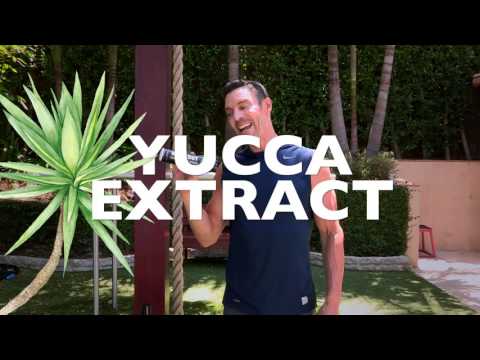 Yucca Extract Powder