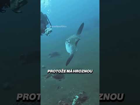 Tato ryba patří k nejhloupějším zvířatům 🐟🌊
