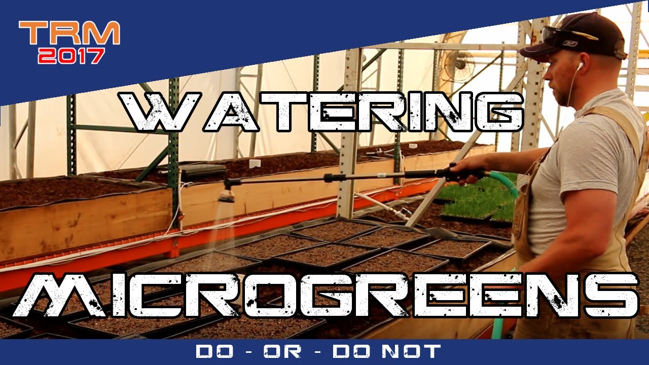 What's the BEST way to WATER MICROGREENS?
