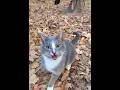 Gray White Tabby Hiss Don T Make Me Get Cream Tabby After You Shorts