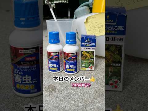  2024 年にラズベリーの吸盤を植えるのに最適な時期はいつですか?春にこれらの低木を移植するにはどうすればよいですか？  庭園