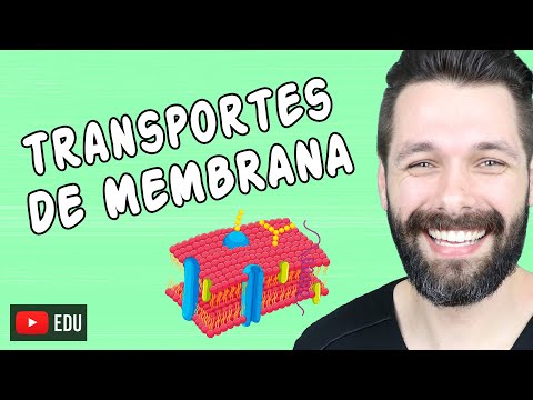 TRANSPORTE ATRAVÉS DA MEMBRANA PLASMÁTICA - Mapa Mental | Biologia com Samuel Cunha