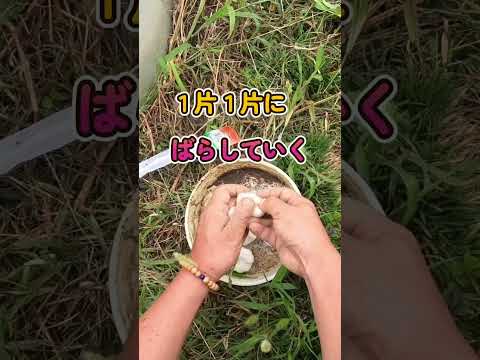 園芸 ゾウニンニク、大頭ニンニク、オリエンタルニンニク