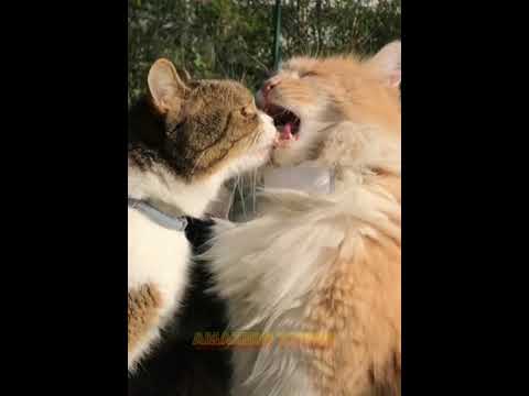 funny cats Reda will not stop laughing [ You will laugh even if you are angry ]