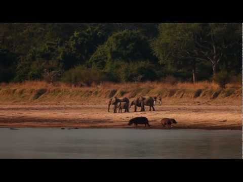 Robin Pope Safaris | Luangwa Bush Camping | Safari Zambia | South Luangwa