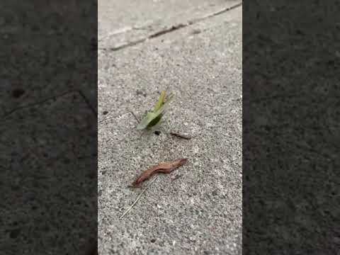 Mantis attack -