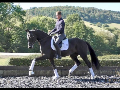 SOLD Mare by San Amour, 2013