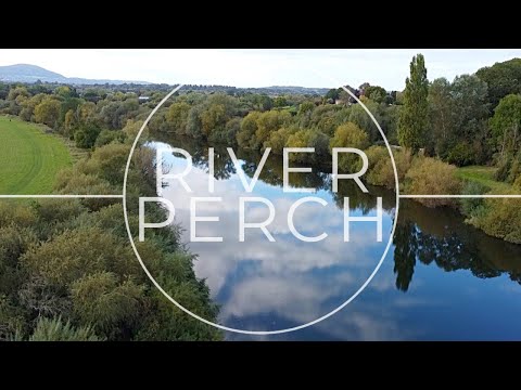 Worming for Big River Perch - New PB!