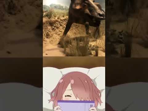 women when they see daeodon