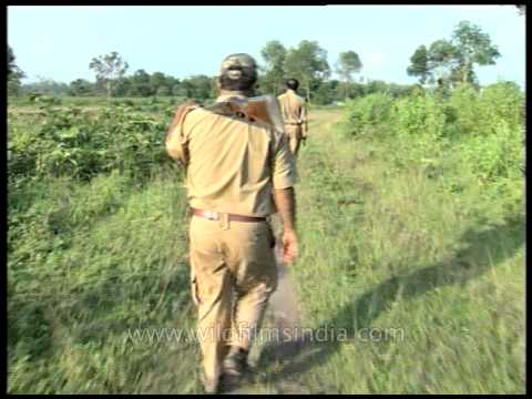 In pursuit of the Wild Elephant: At Kaziranga