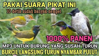 Download lagu 100% Ampu! Suara Pikat Sogon, Prenjak lumut, korlap kombinasi kutilang ribut (pemanggil burung liar) mp3