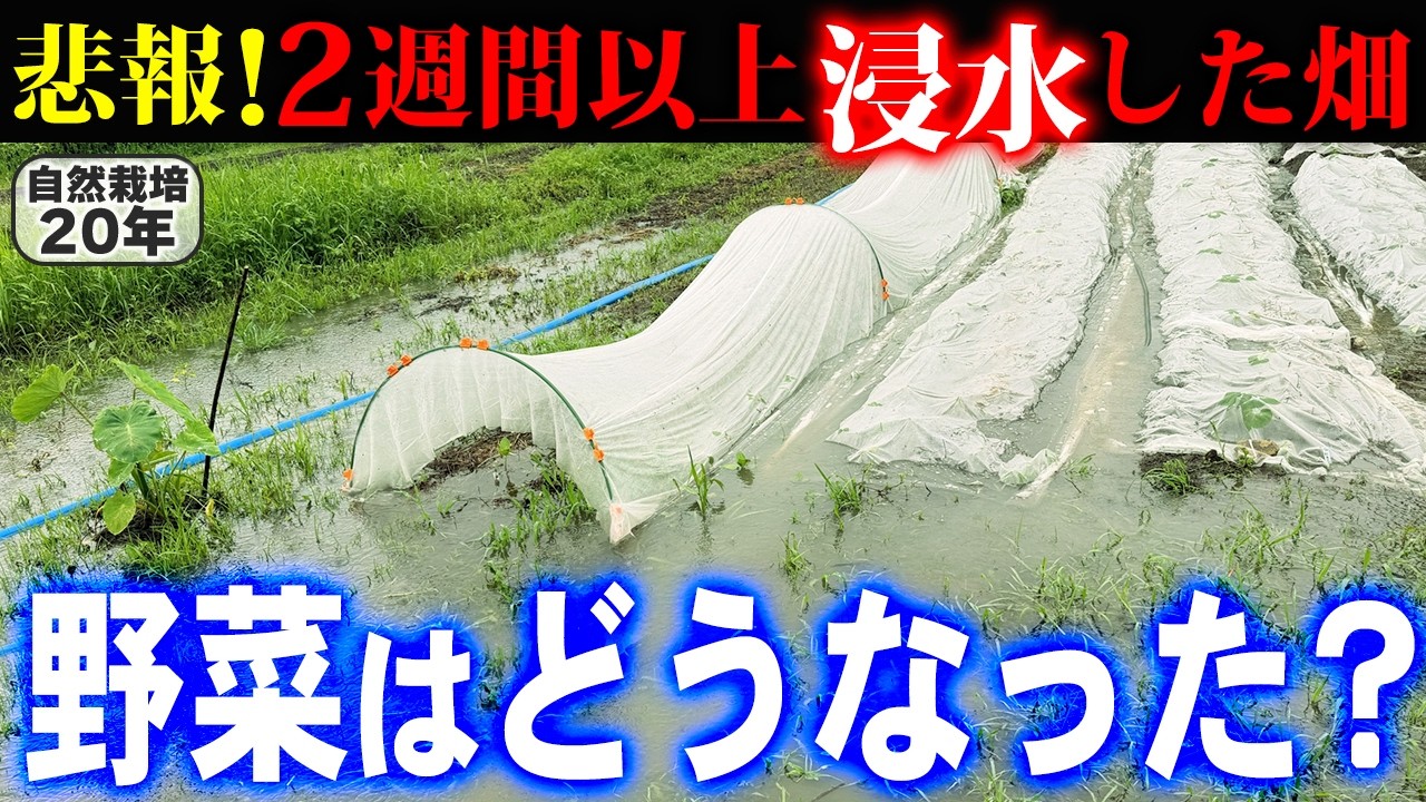 長雨冠水と酷暑に耐えた自然栽培野菜