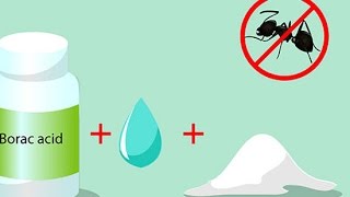 How to make Boric Acid Solution to kill ants 怎麼用硼酸殺螞蟻