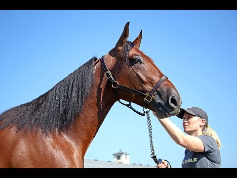 2017 Hambletonian Contenders -  What The Hill, Southwind Cobra, Southwind Woody