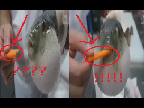 Pufferfish GENERATES carrot???!